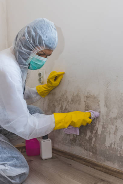 Best Forensic Mold Investigation  in Ravenna, MI